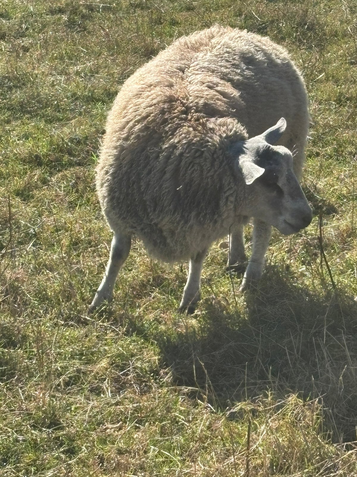 Schapenbok, Dieren en Toebehoren, Mannelijk, Schaap, 0 tot 2 jaar