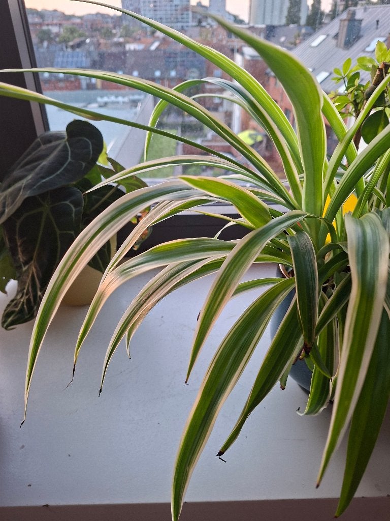 Nénuphar, plante araignée ; bouture, Maison & Meubles, Plantes d'intérieur, Plante à fleurs, Enlèvement, Plein soleil, Moins de 100 cm