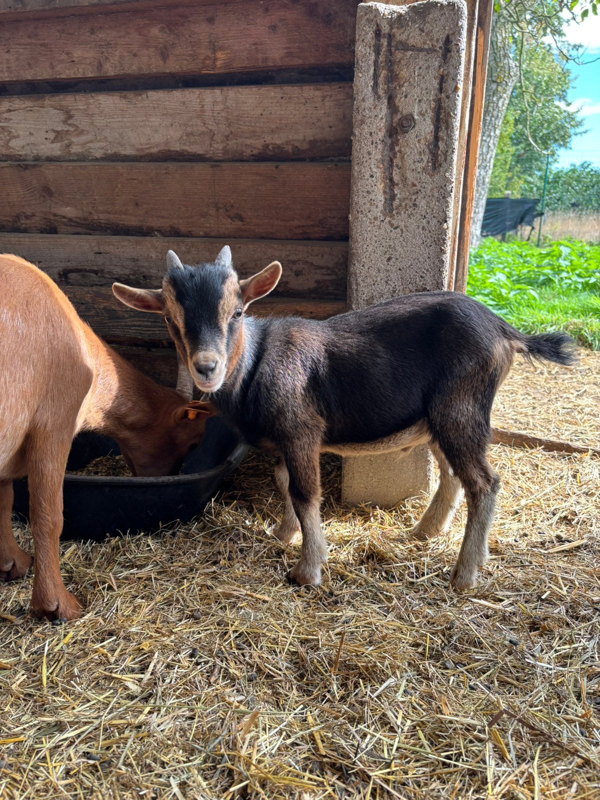 Jonge dwerggeit bokjes, Mâle, Chèvre, 0 à 2 ans
