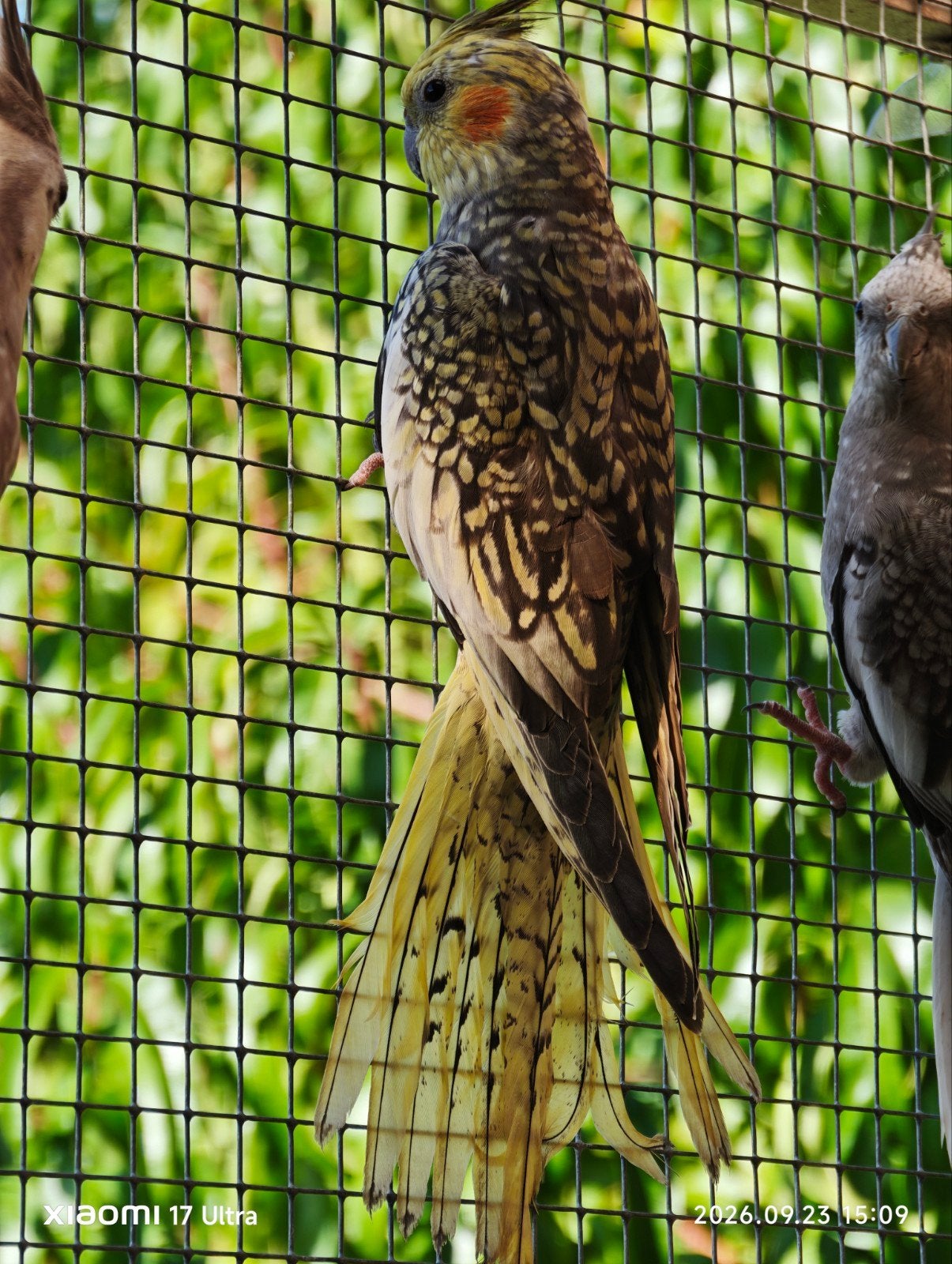calopsittes, Animaux & Accessoires
