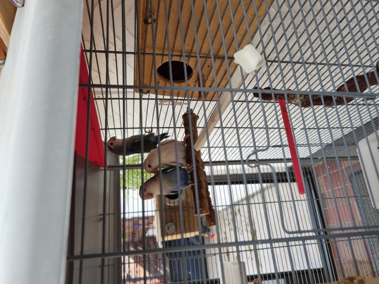 Oiseaux inséparables, Mâle