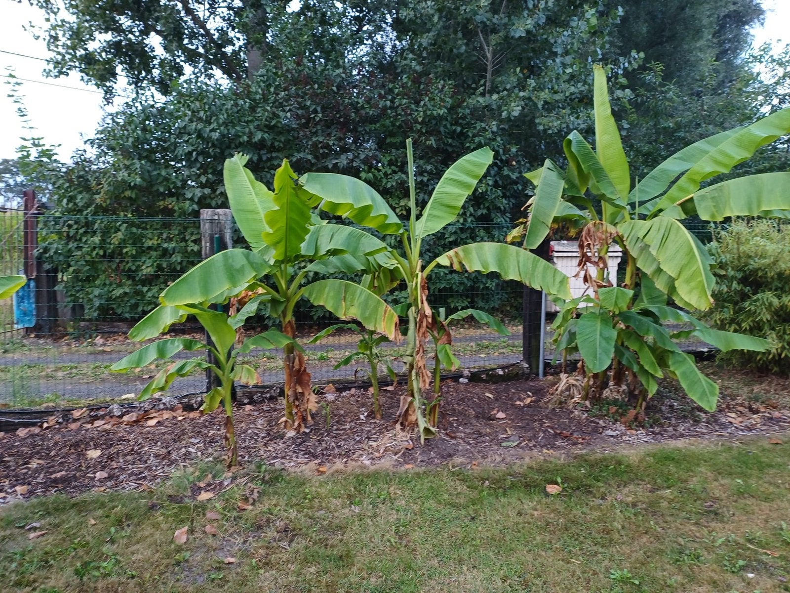 Banane plant winterhard, Enlèvement