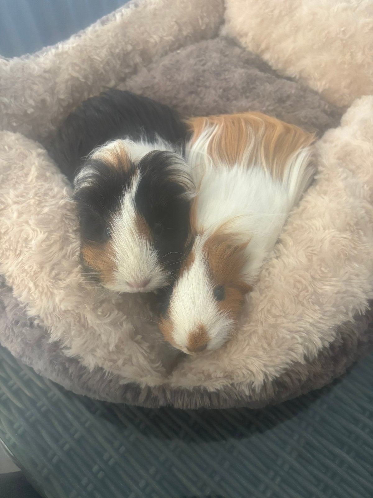 2 zwangere cavia zeugjes. Langhaar sheltie, Dieren en Toebehoren, Cavia, Vrouwelijk, Tam, Oktober