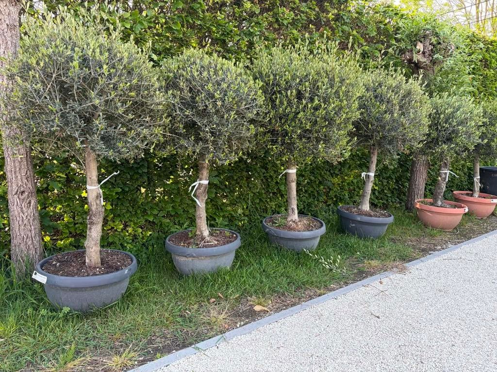 ‼️olijfbomen olea europaea in schaal moederdagdeal ‼️, Tuin en Terras, Ophalen