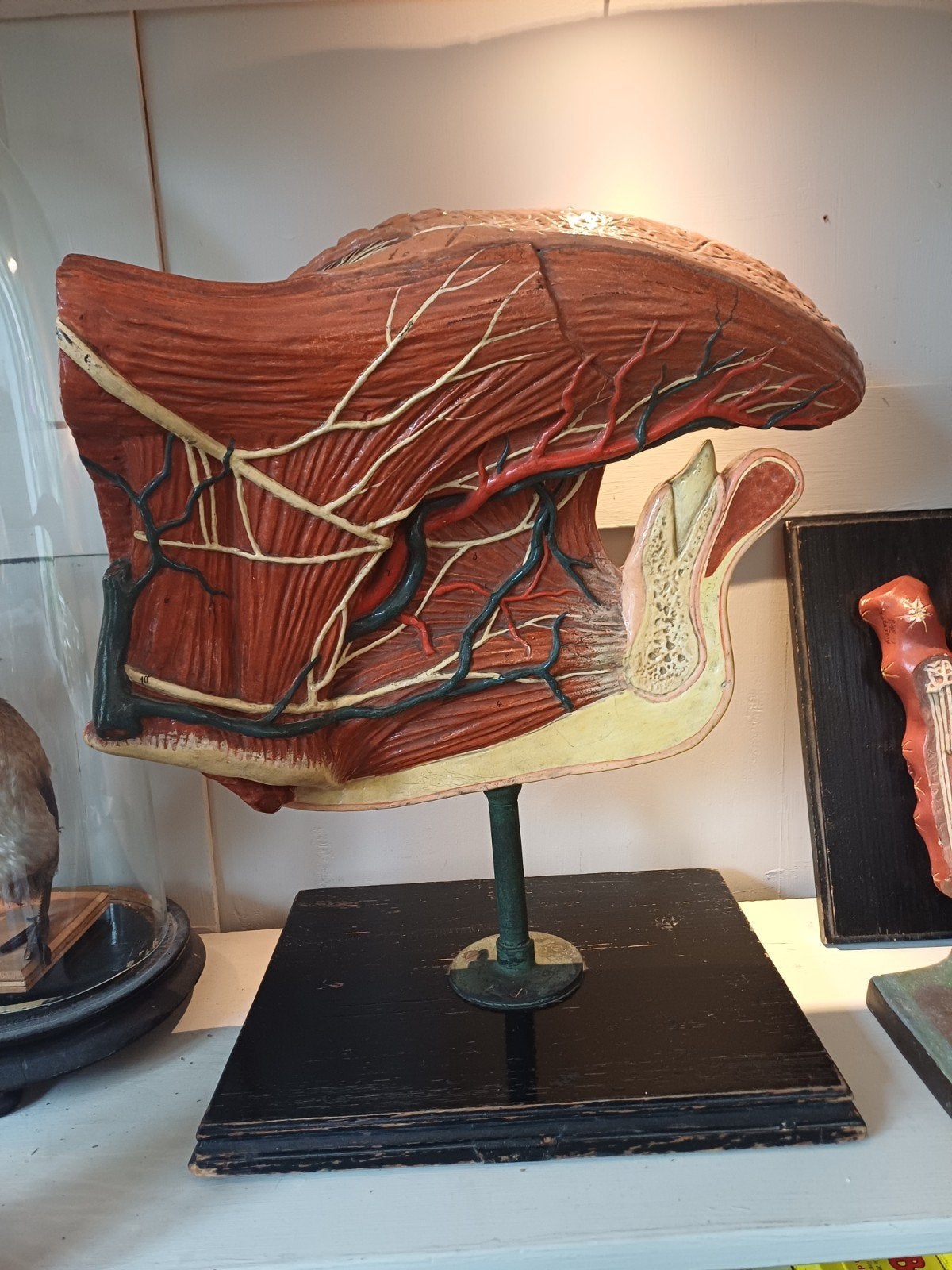 anatomisch model: de tong, Ophalen