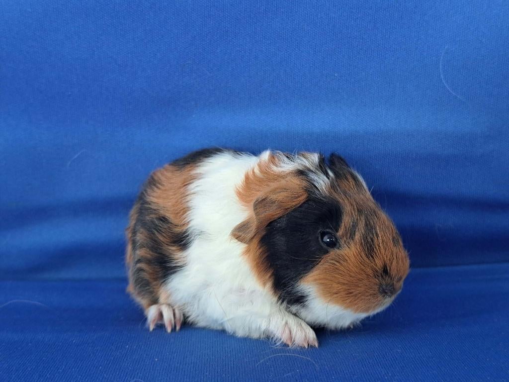 Mooie Ch Teddy zeugjes te koop, Domestique, Mai, Cobaye, Femelle