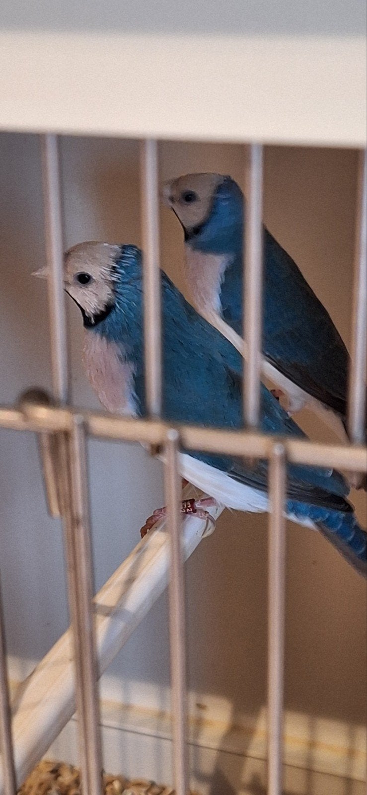 gouldamandine, Dieren en Toebehoren