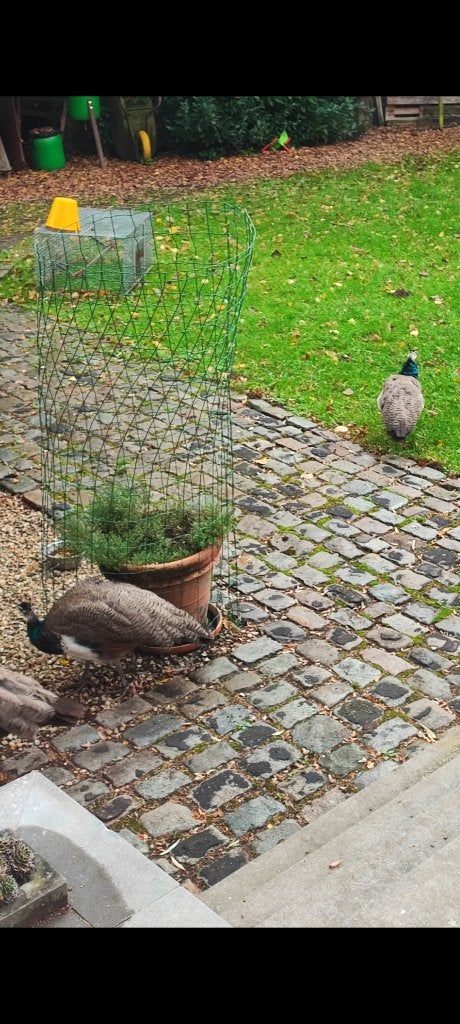 Pauwen, Dieren en Toebehoren, Mei, Mannelijk