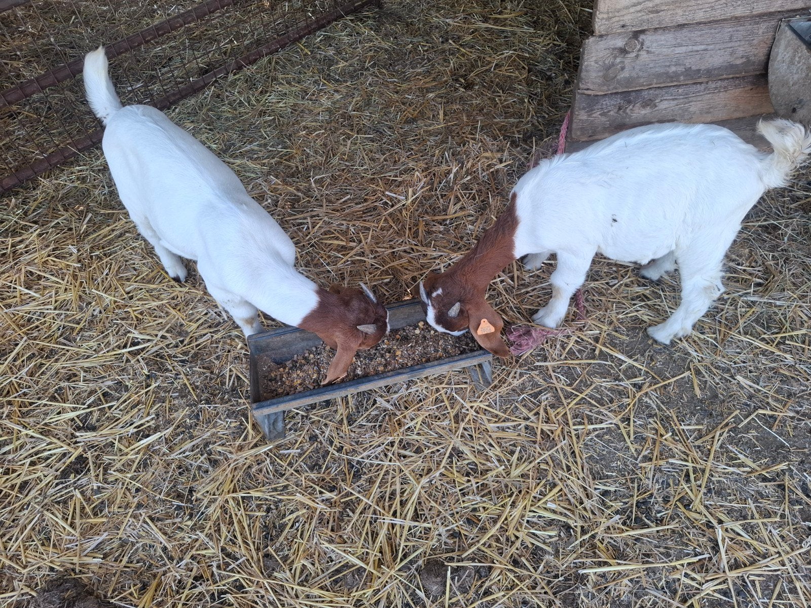 Boergeit bokjes