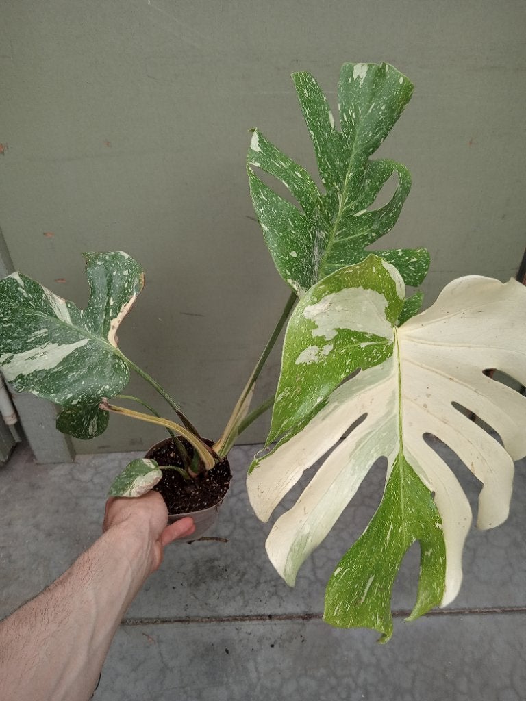 Monstera thai constellation, Maison & Meubles, Enlèvement, Autres espèces, En pot, Ombre complète