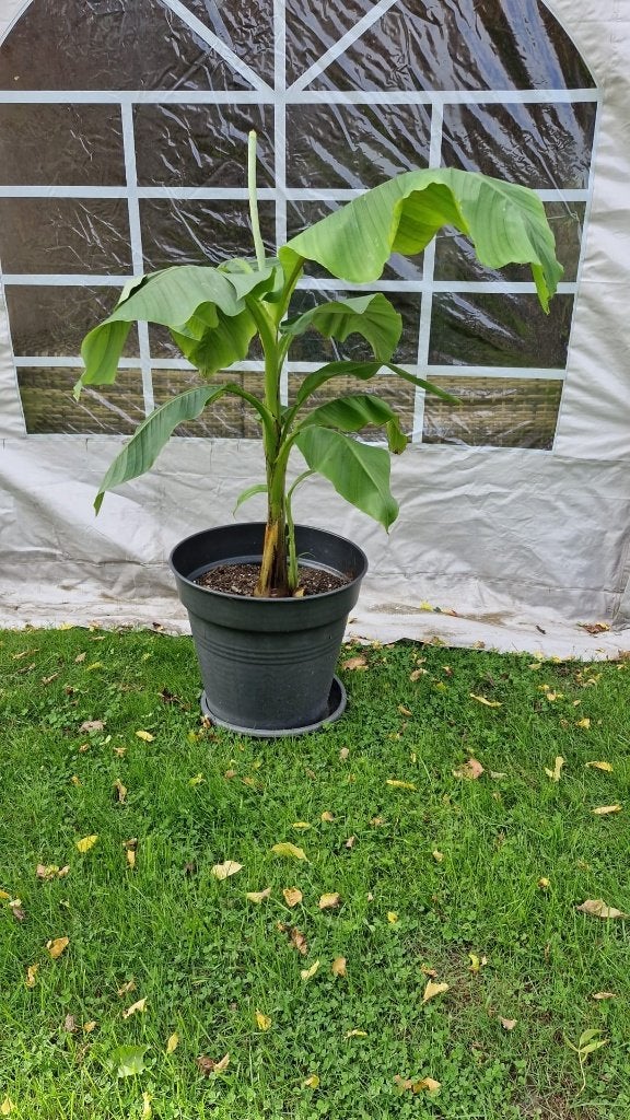 Bananenplant, Tuin en Terras, Vaste plant, Halfschaduw, Zomer, Ophalen
