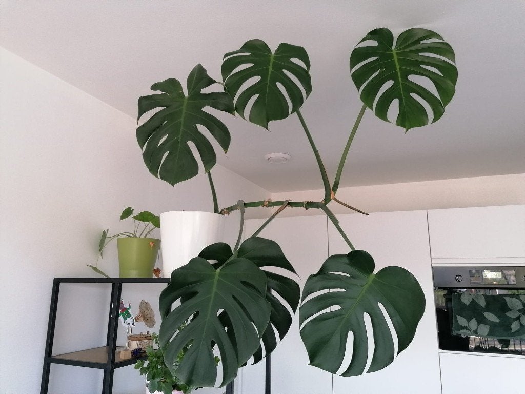 Kamerplanten, Palm, In pot, Bloeiende kamerplant, 150 tot 200 cm