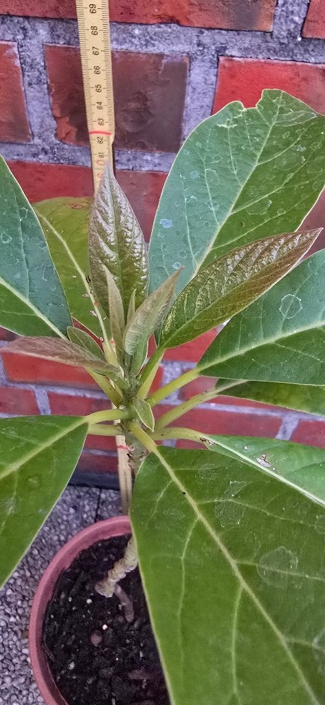 Avocatier, Jardin & Terrasse, Enlèvement