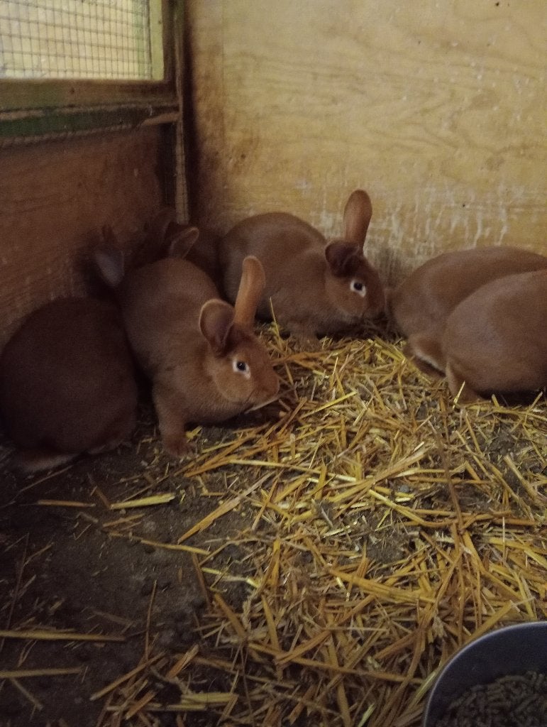 Vaal van Bourgondië, Dieren en Toebehoren, Konijnen, Meerdere dieren, Groot, 0 tot 2 jaar