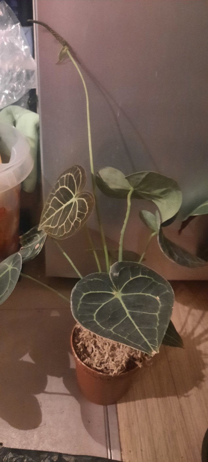 plante Anthurium Clavinernium cristalline, Autres espèces, Plante à fleurs, Moins de 100 cm, Enlèvement