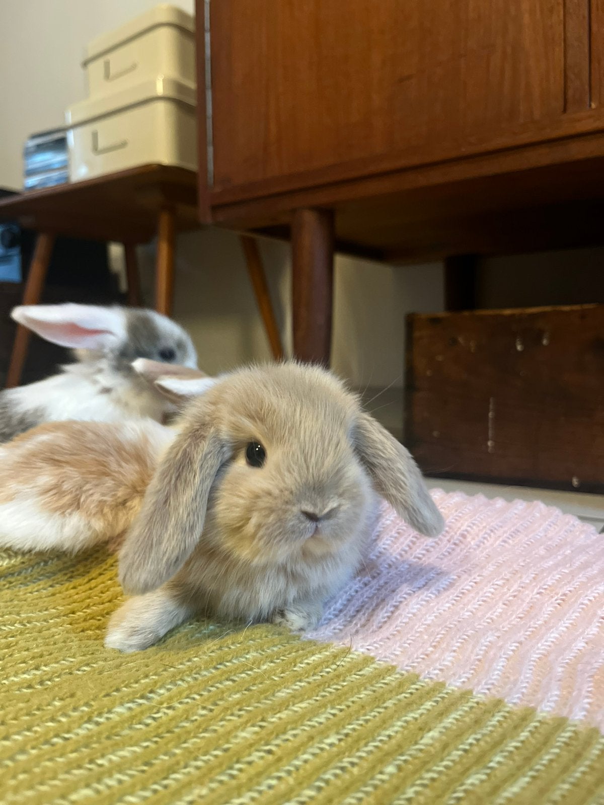 Nederlandse hangoordwerg konijntjes, Dieren en Toebehoren, Groot