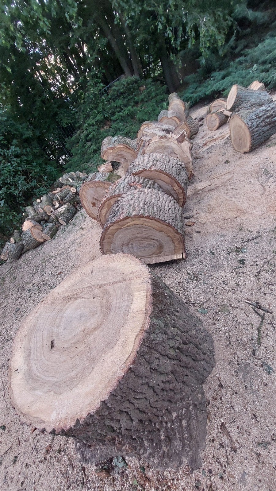 Bois de chauffage(chêne de plus de 50ans), Enlèvement