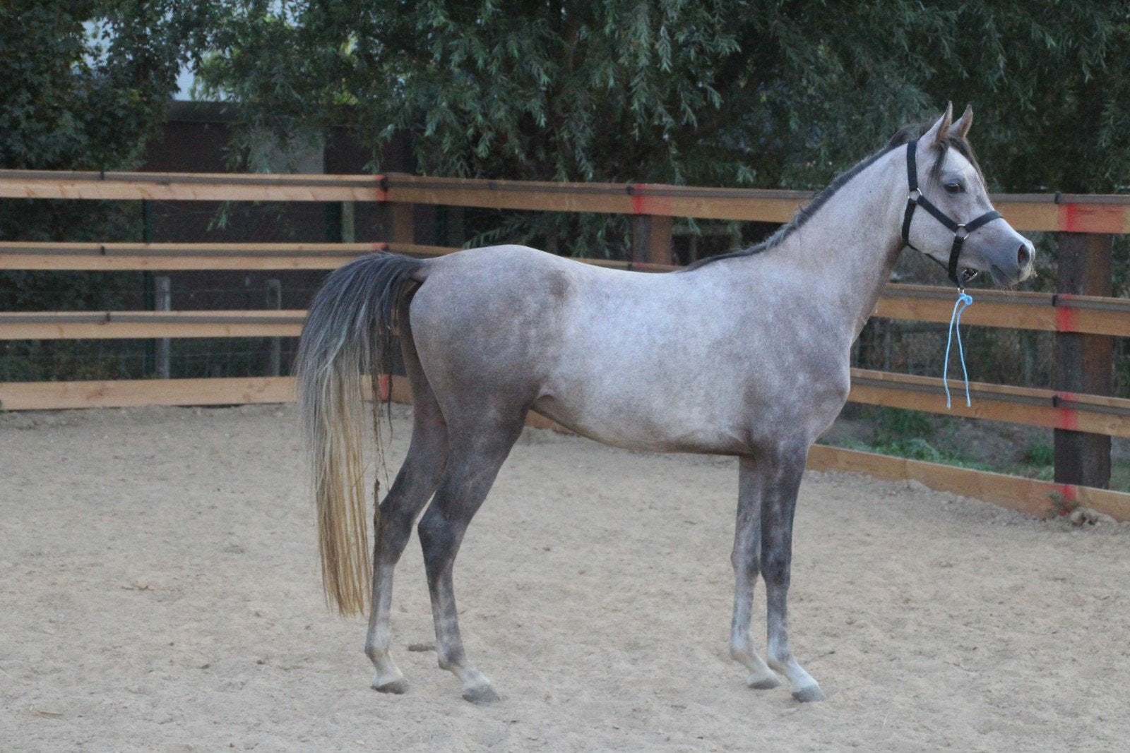 Kruising welsh x arabier 1m37 pony 3 jaar
Kruising arabier, Dieren en Toebehoren, Ruin, Onbeleerd, Ontwormd