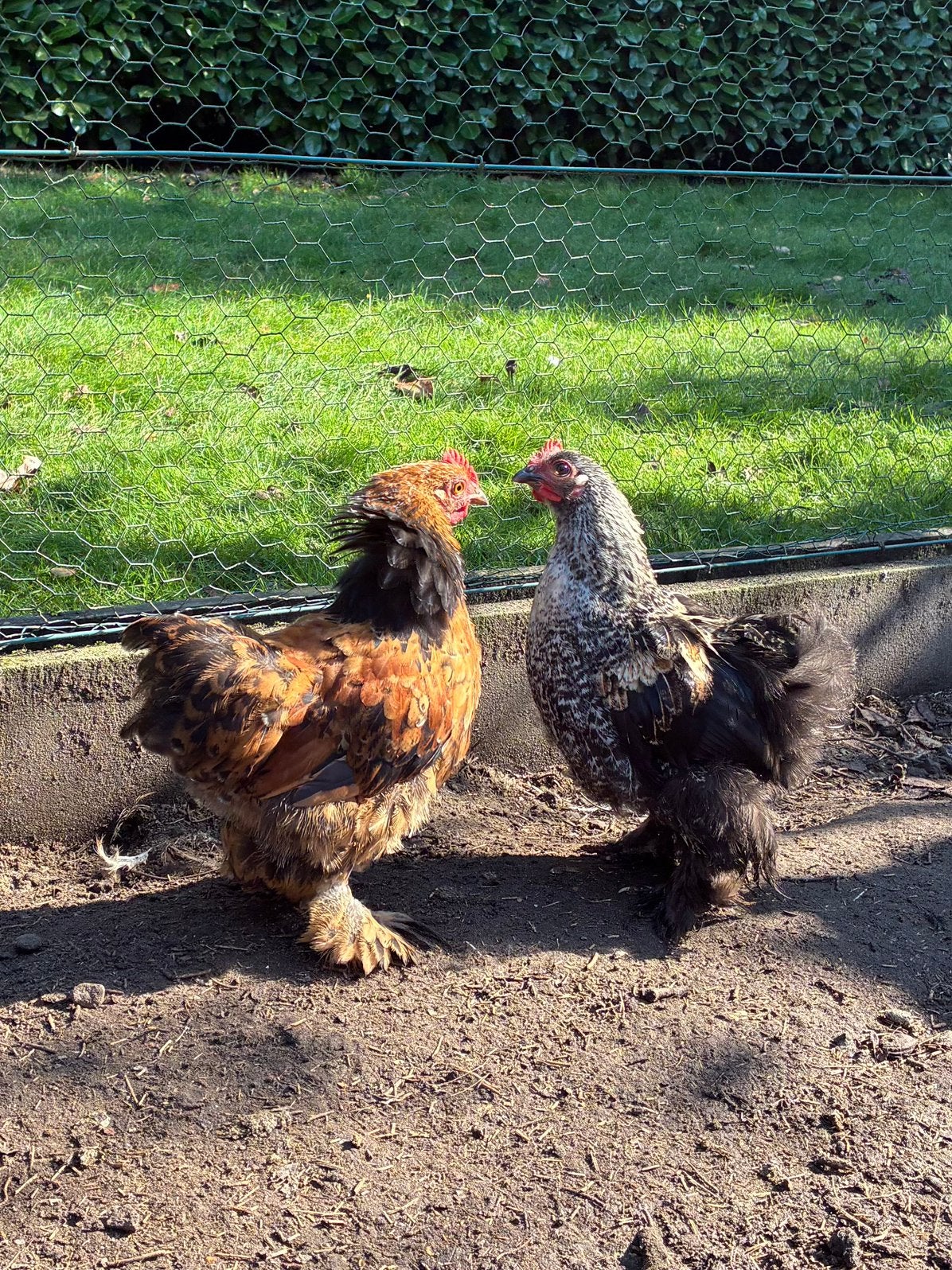 Cochin haantjes gratis - kipjes €20, Dieren en Toebehoren, Meerdere dieren, Kip