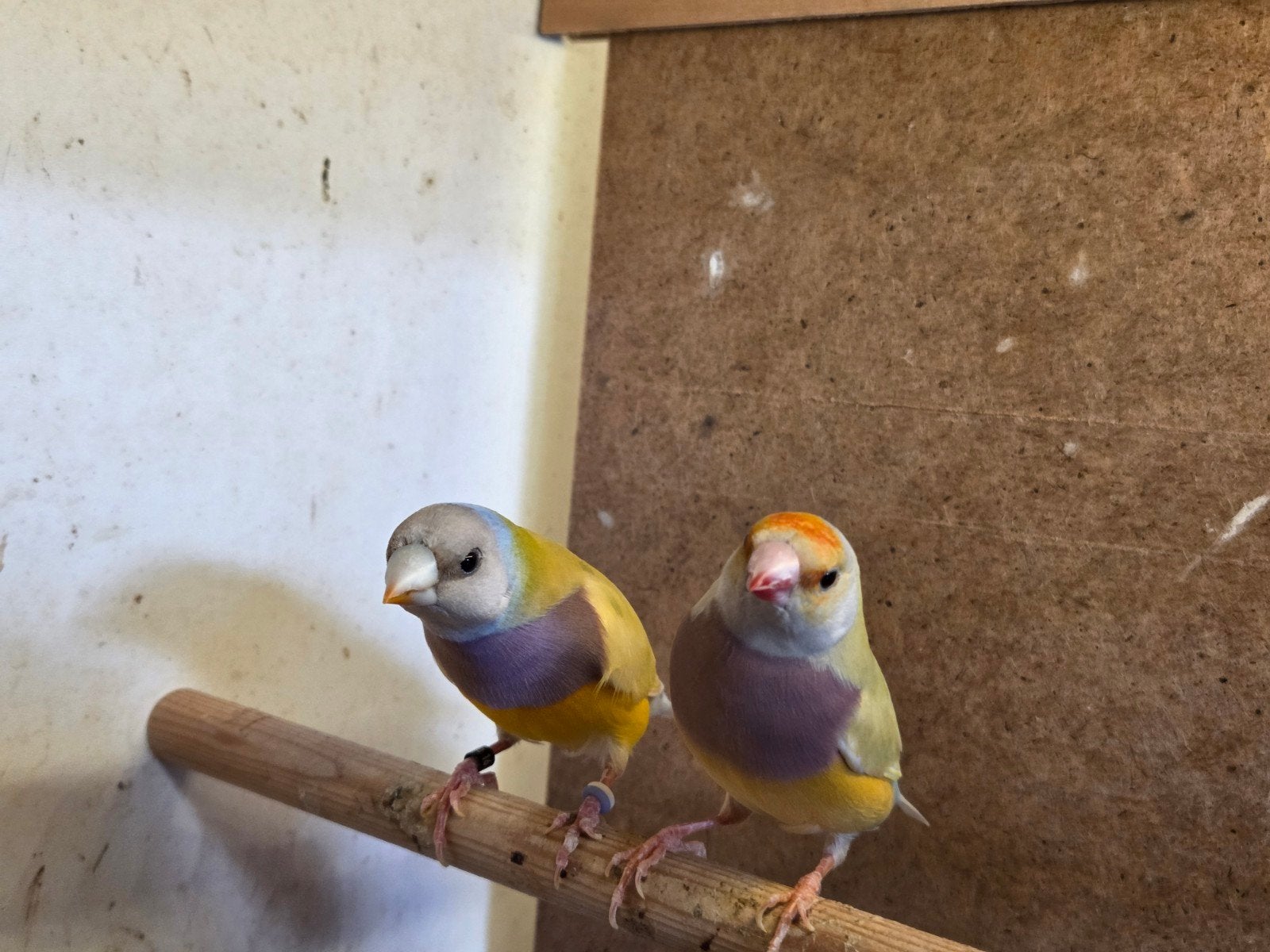koppel gele gouldamadine, Dieren en Toebehoren, Vogels | Overige Vogels