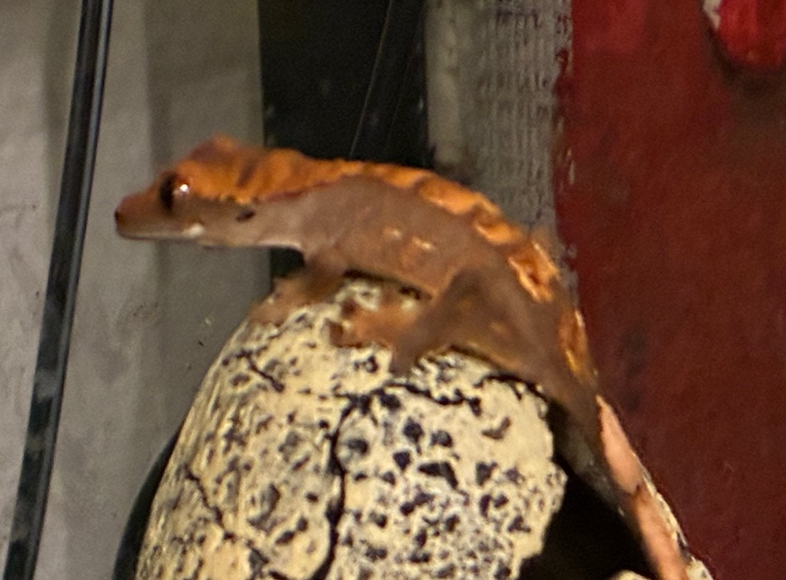 Jonge Wimpergekko Brown-based orange flame crested gecko, Dieren en Toebehoren, Overige soorten, 0 tot 2 jaar