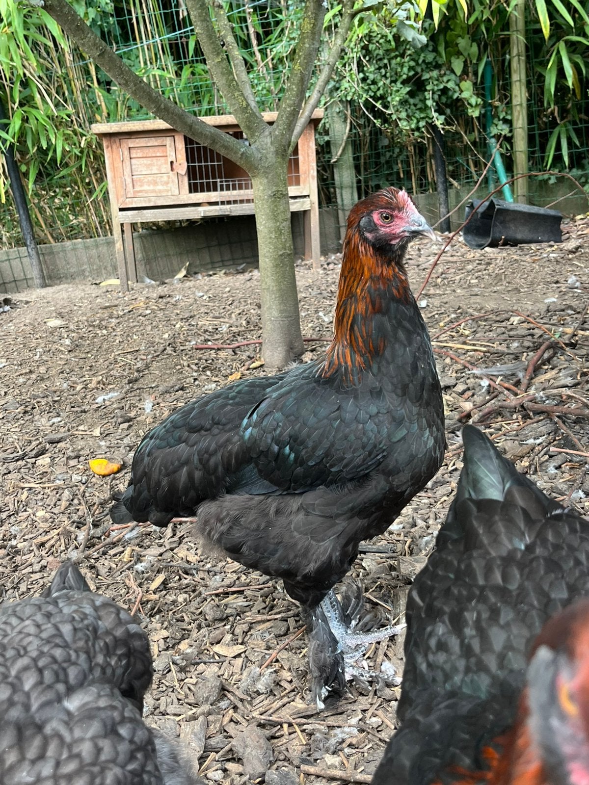 Koppel marans, Dieren en Toebehoren, Meerdere dieren, Kip