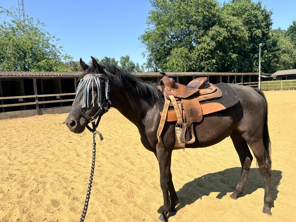 Mooie quarter hengst, Animaux & Accessoires, Chevaux, Avec pedigree, Moins de 160 cm, Cheval western, Étalon