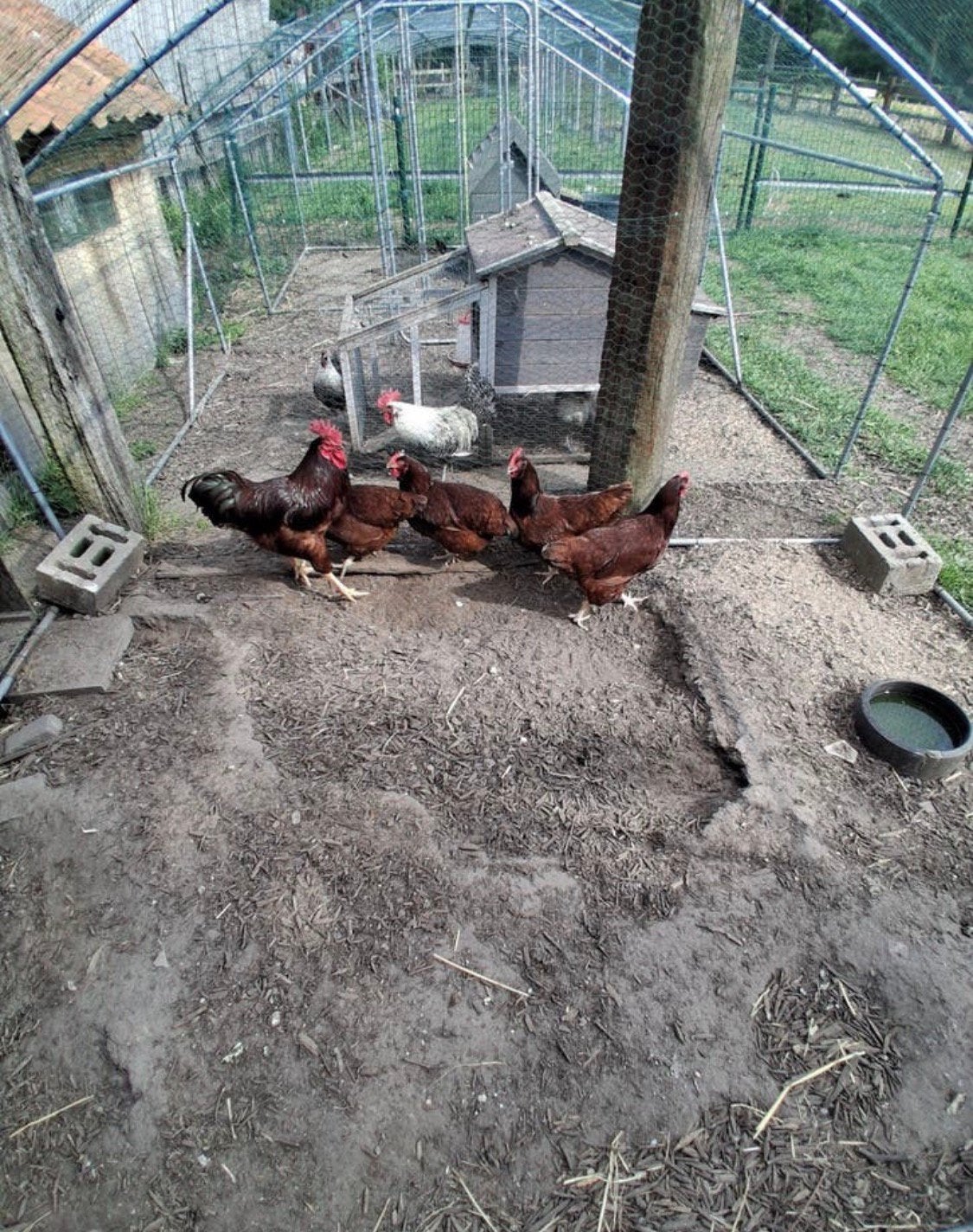 Toom red island, Dieren en Toebehoren, Pluimvee, Meerdere dieren, Kip