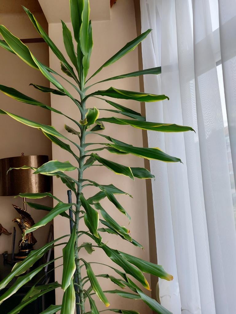Plante d'antérieur Très facile à entretenir, Enlèvement