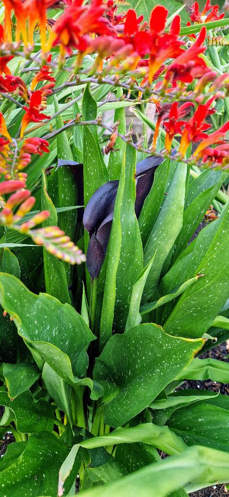 Crocosmia lucifer en aurea 5€, Tuin en Terras, Planten | Tuinplanten, Ophalen, Zomer, Vaste plant, Volle zon