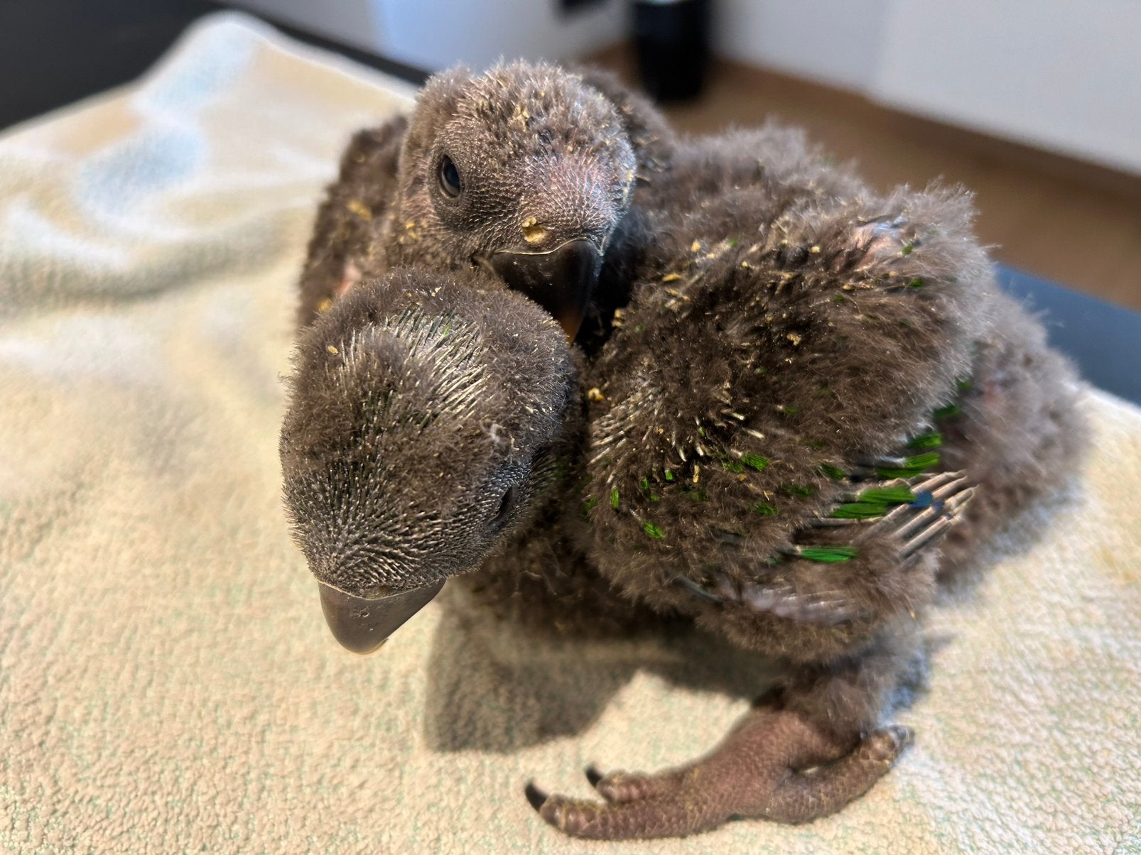 Edelpapegaai, Dieren en Toebehoren, Meerdere dieren, Papegaai, Tam