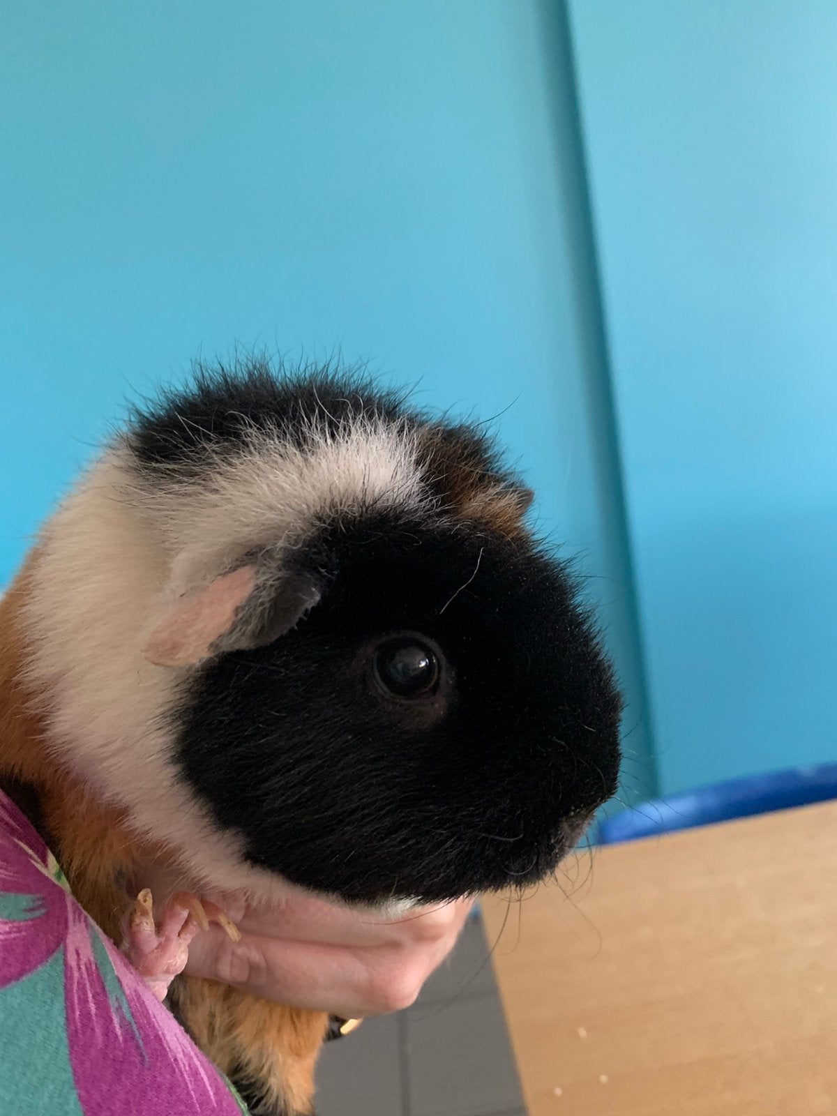 Cavia zeugje te geef, Cavia, Juni, Vrouwelijk, Tam