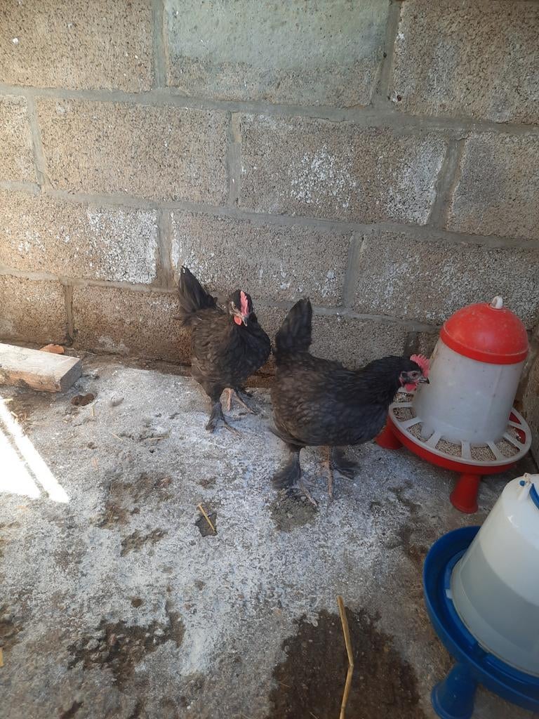 Marans hanen, Dieren en Toebehoren, Pluimvee, Mannelijk, Kip