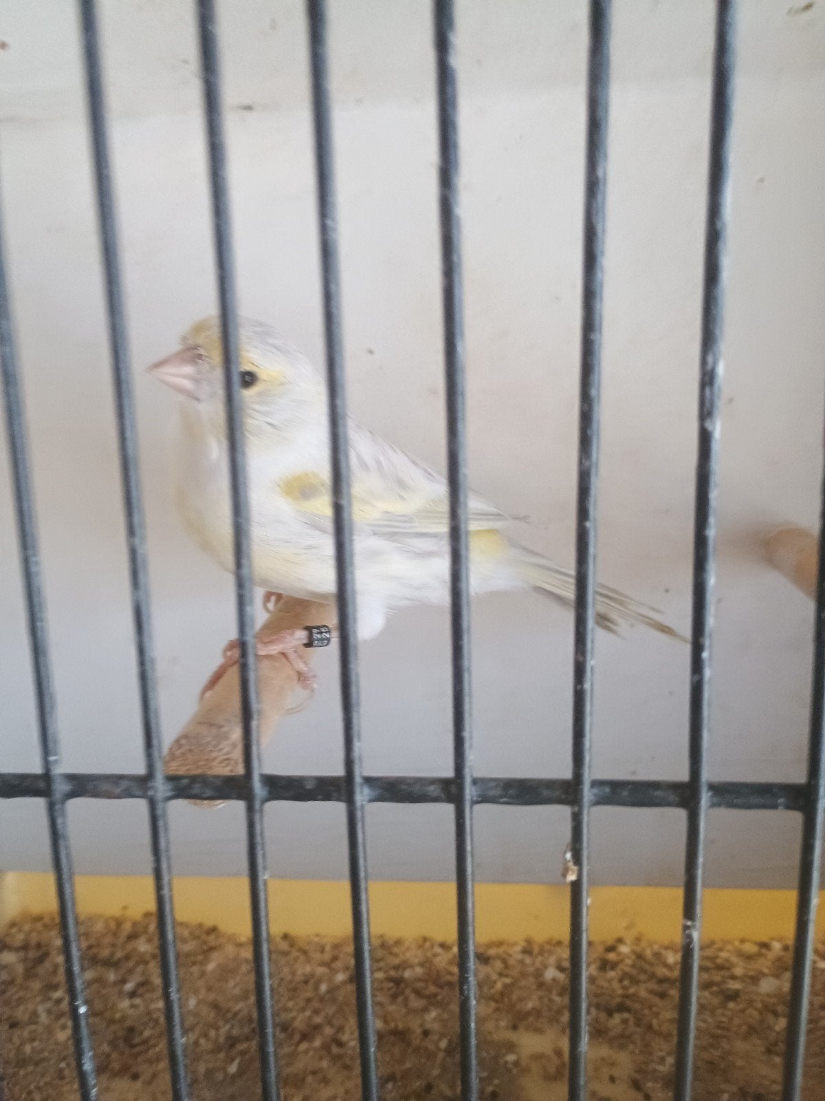 opaal agaat geel moaziek, Femelle, Canari de couleur