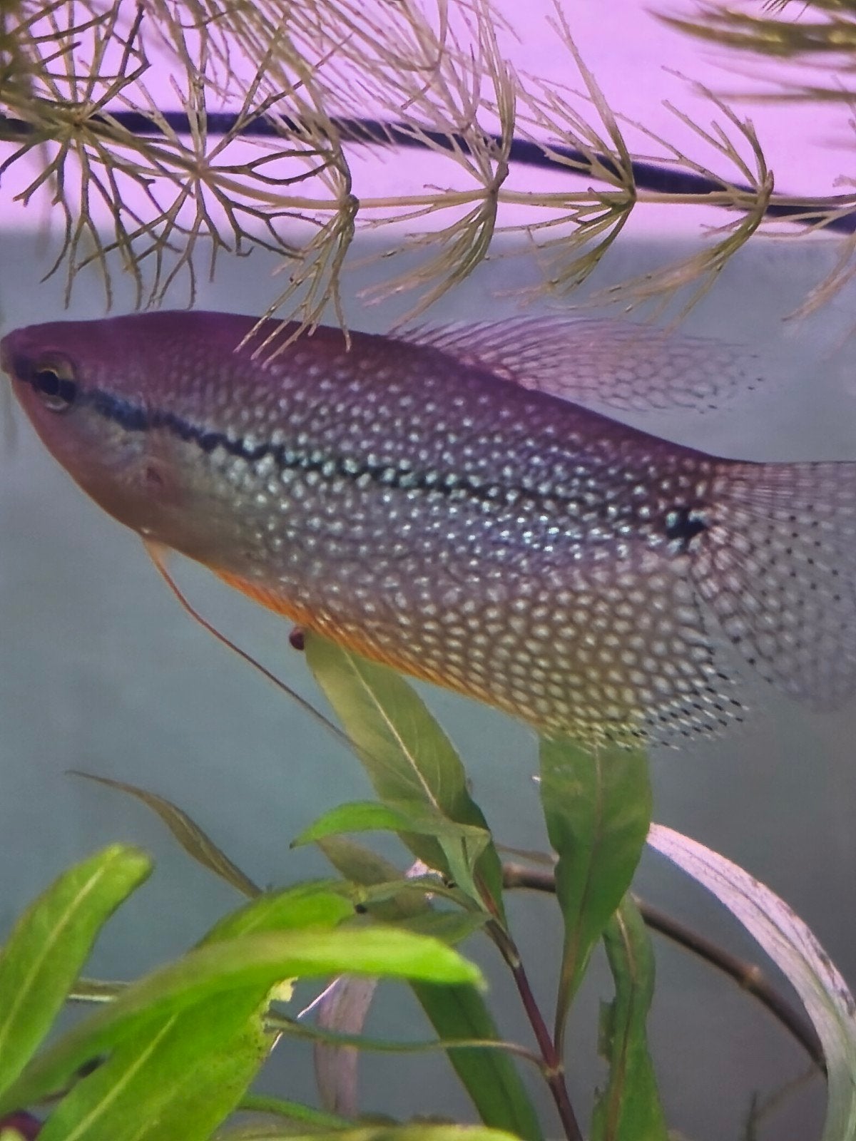 plante aquarium, poissons, crevettes, escargots,..., Animaux & Accessoires, Enlèvement