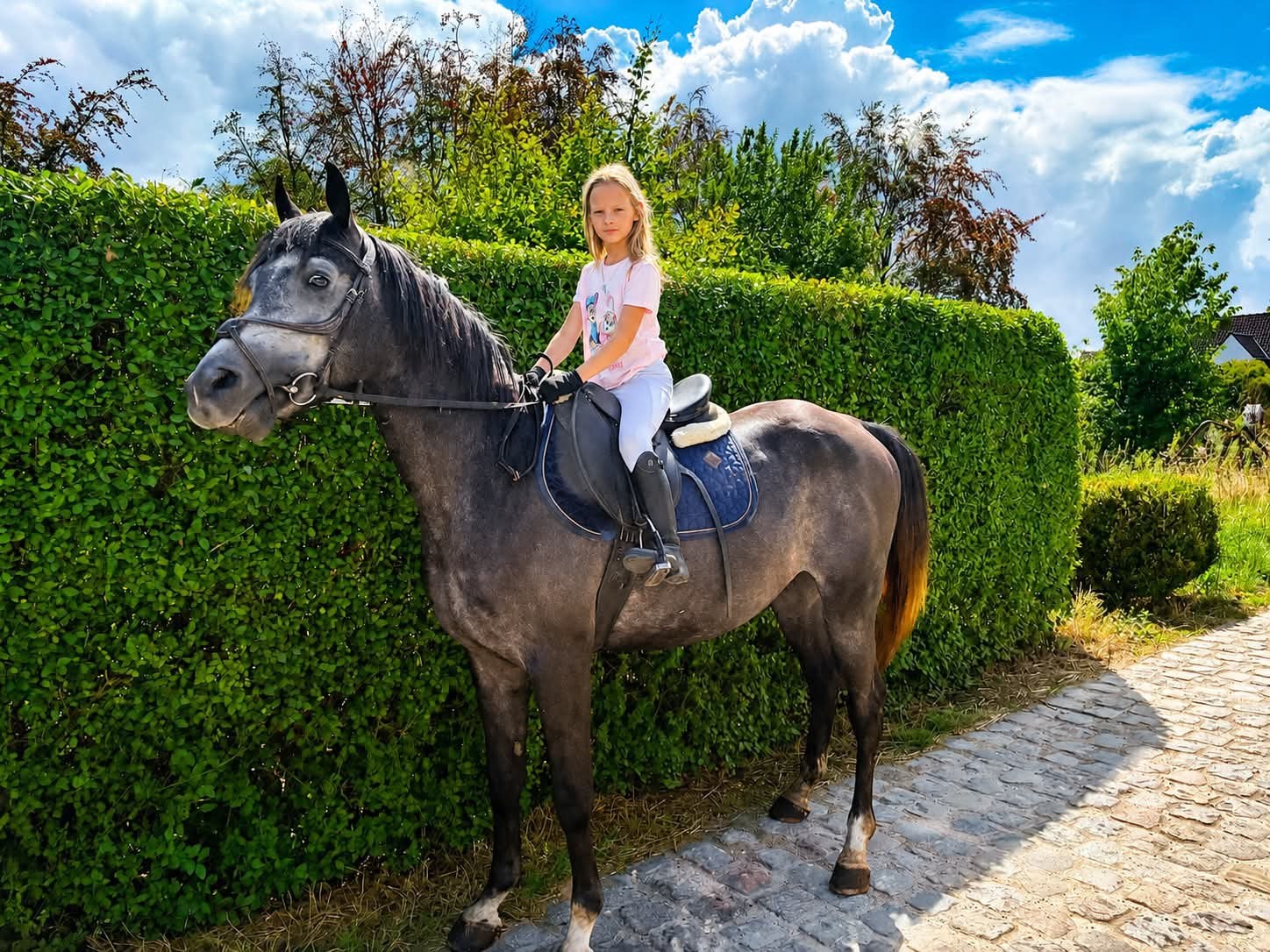 Liefste knappe hengst, Dieren en Toebehoren, Paarden, Hengst, Zadelmak, Gechipt, 3 tot 6 jaar
