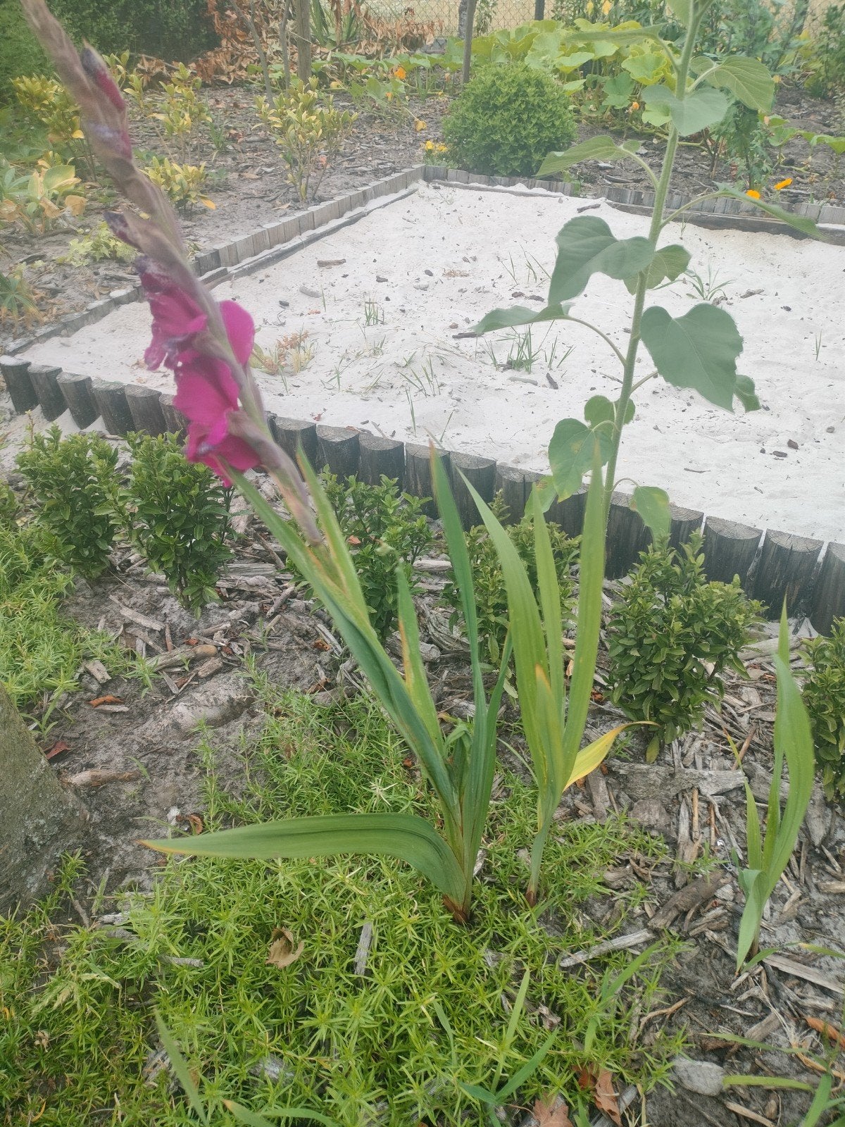 Gratis rode gladiolen, Tuin en Terras, Planten | Tuinplanten, Ophalen
