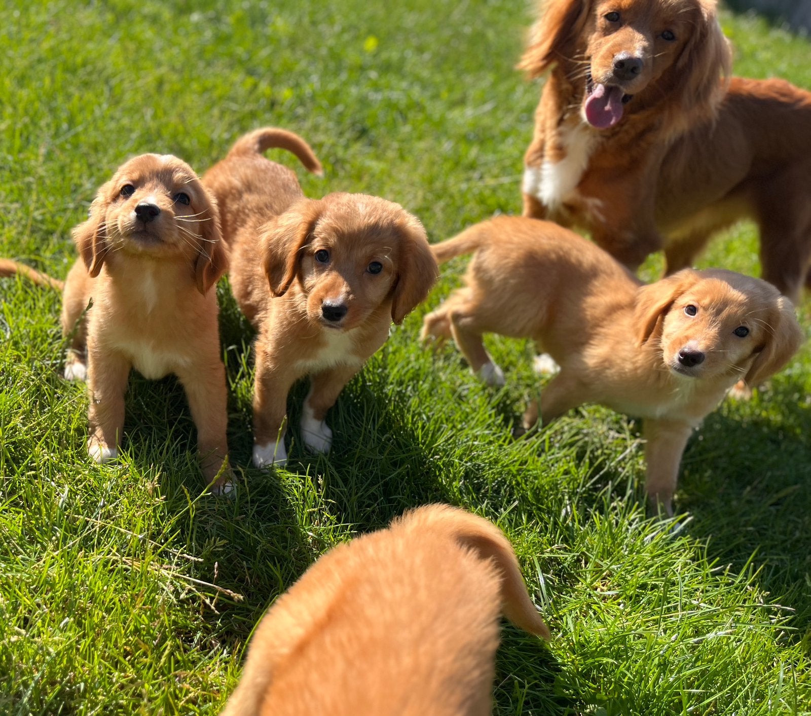 Nova Scotia Duck Tolling Retriever (Toller) pups, Dieren en Toebehoren, Parvo, België, Overige rassen, 8 tot 15 weken