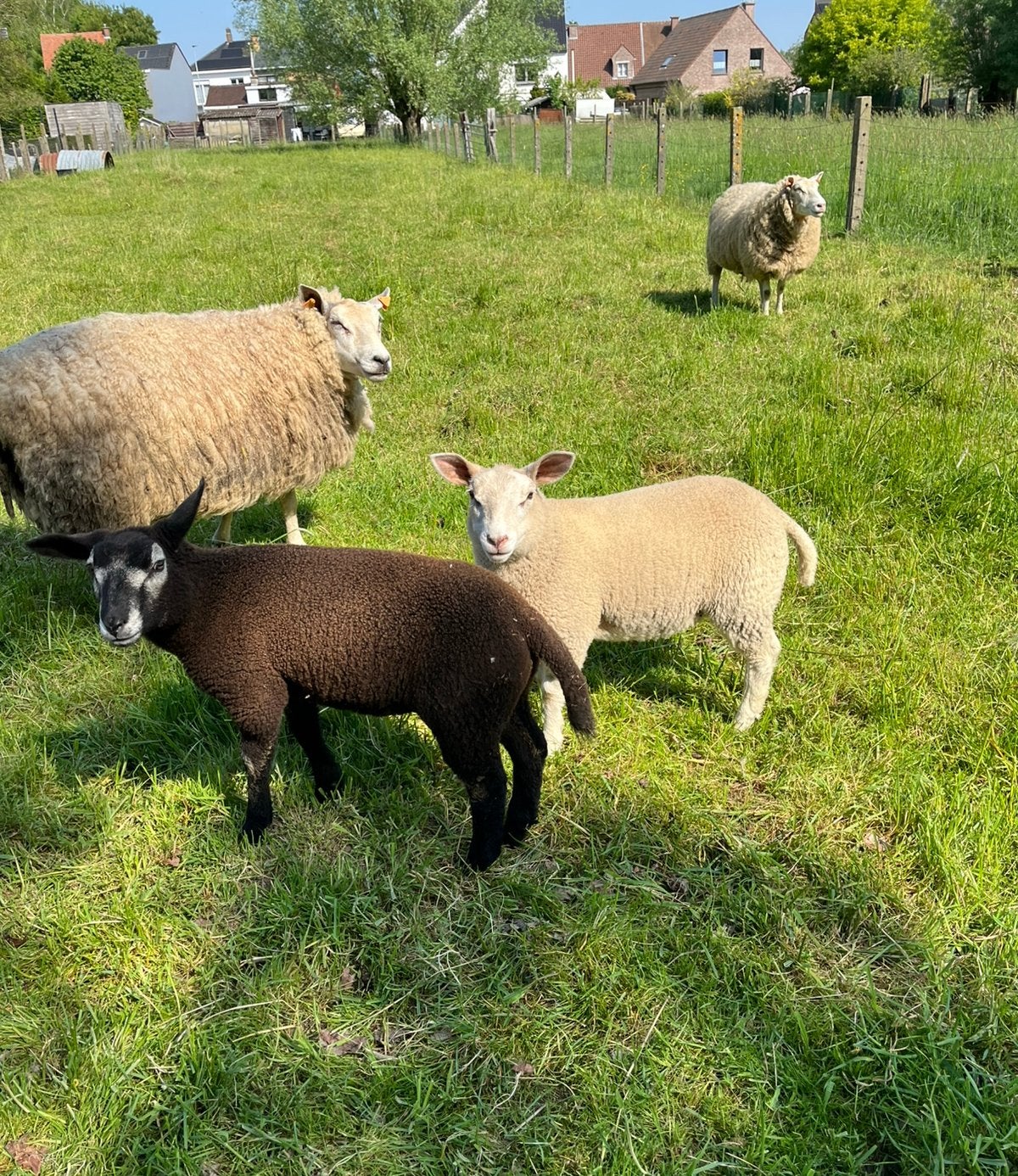 Twee mooie ooilammeren ( Franse Texel x Swifter), Animaux & Accessoires