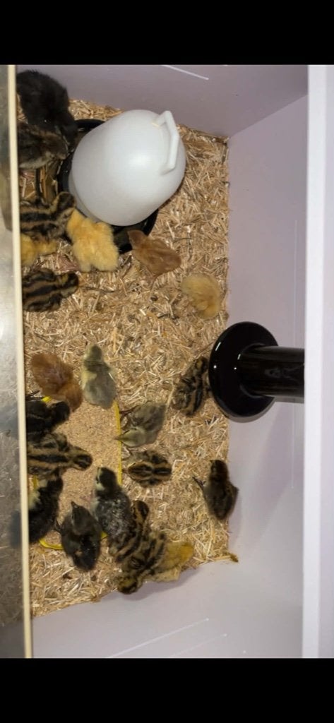 Japanse Kwartelkuikens, Dieren en Toebehoren, Pluimvee, Overige soorten