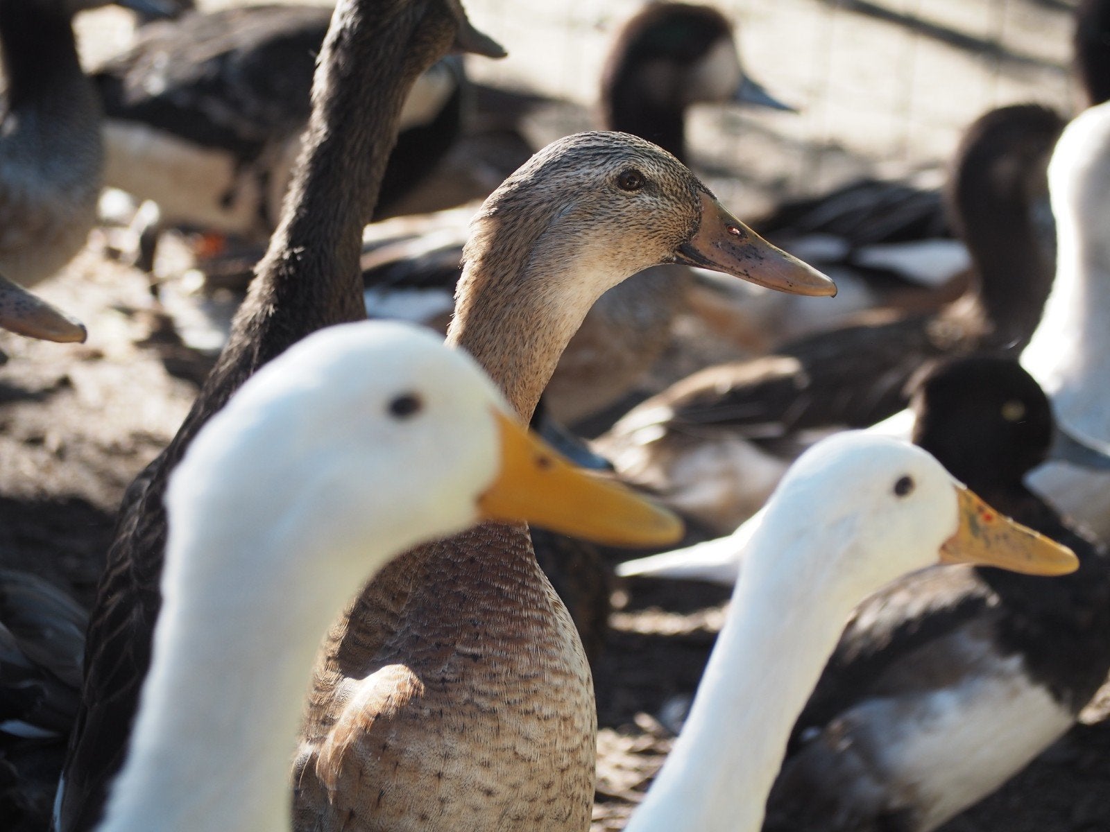 eenden loopeenden, Dieren en Toebehoren, Meerdere dieren, Eend