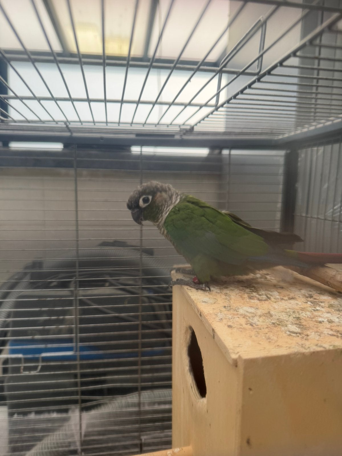Couple de conure, Animaux & Accessoires, Enlèvement