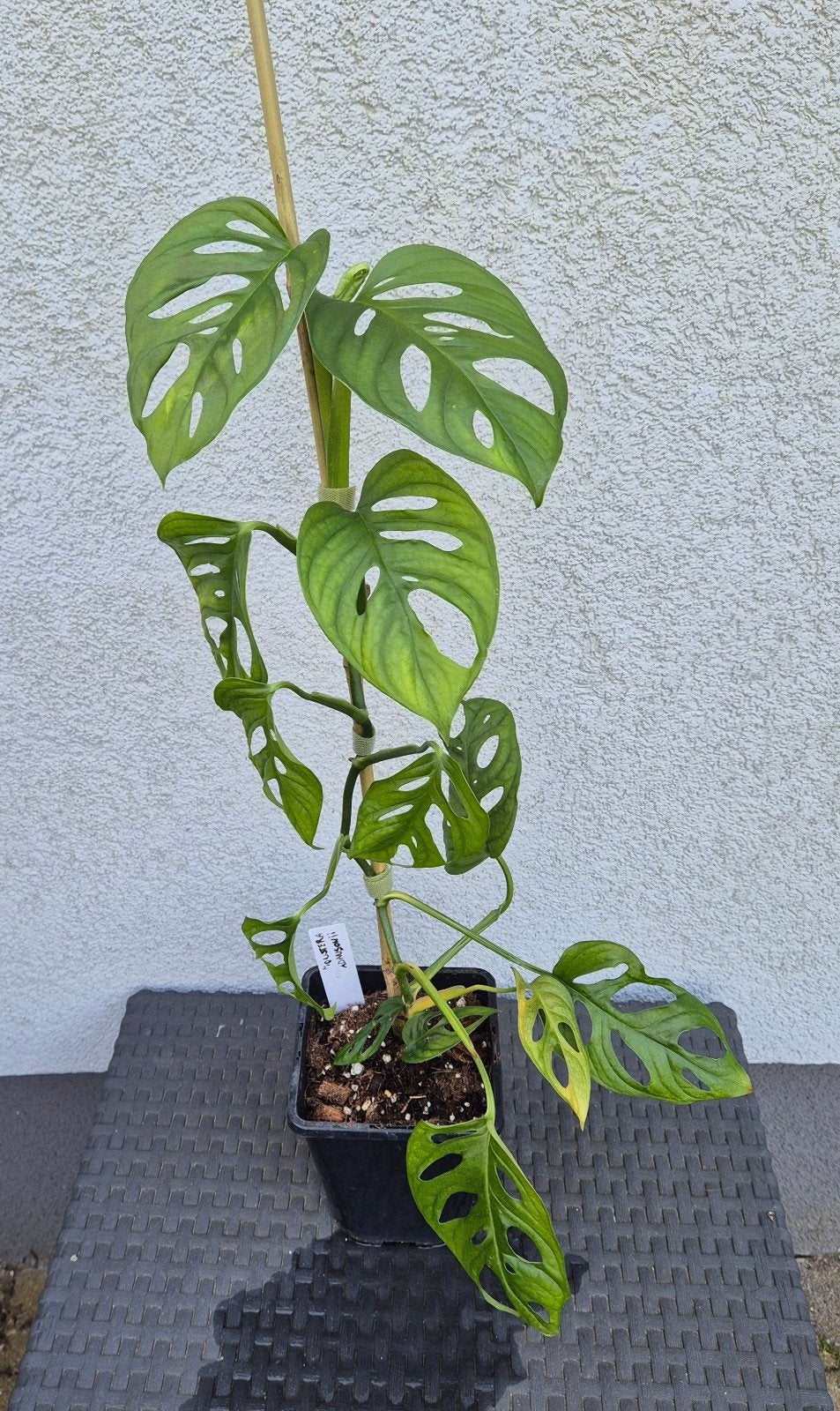 Monstera adansonii, Enlèvement ou Envoi