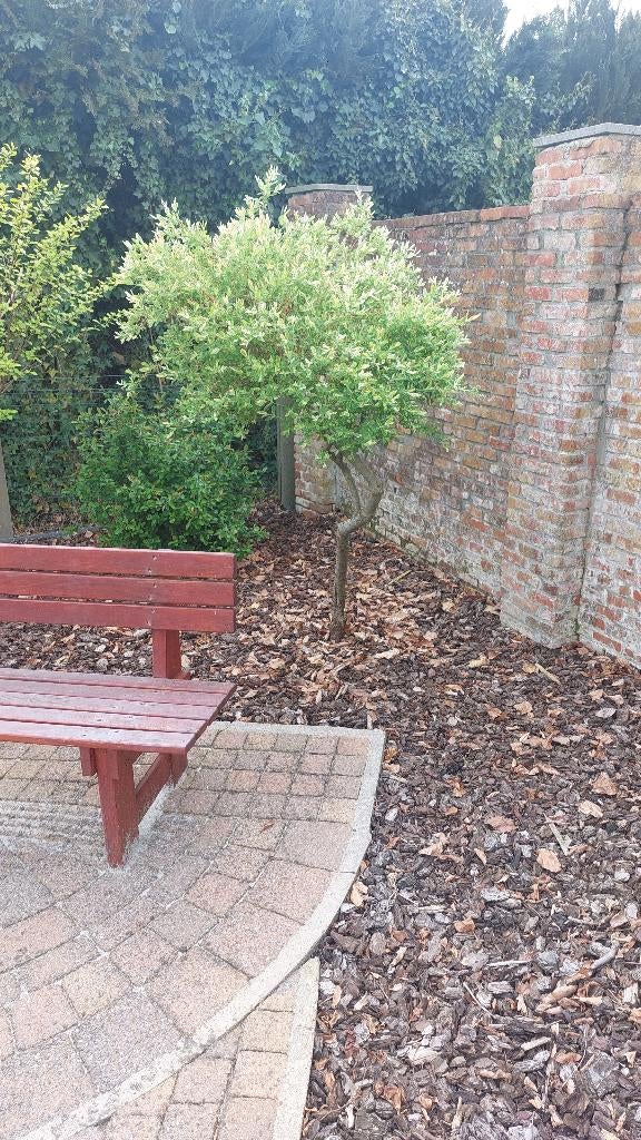 Japanse sierwilg - Salix Integra 'Hakuro Nishiki', Tuin en Terras, Ophalen, Treurboom