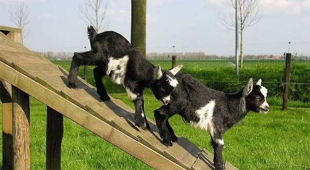 2 geitjes te koop