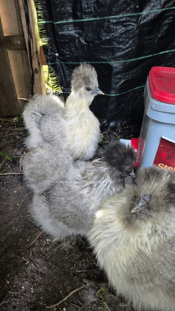 Zijdehoen hanen, Dieren en Toebehoren, Mannelijk, Kip
