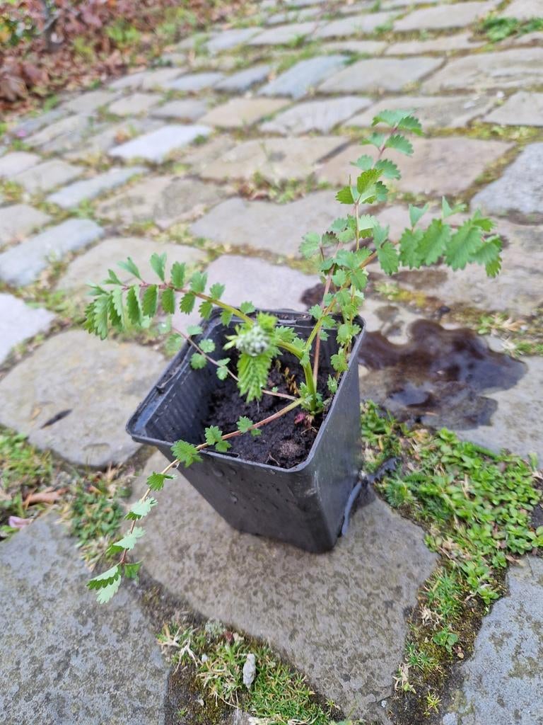 Kleine pimpernel, inheems, Tuin en Terras, Ophalen