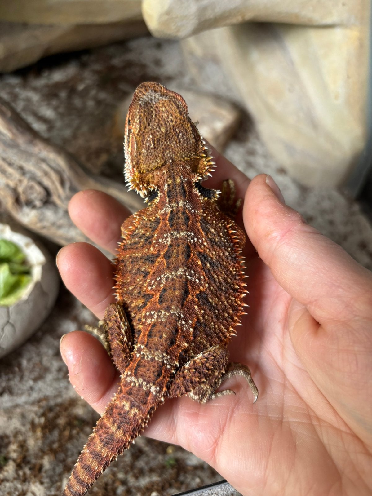 Baardagaam met terrarium, Animaux & Accessoires, Avec terrarium
