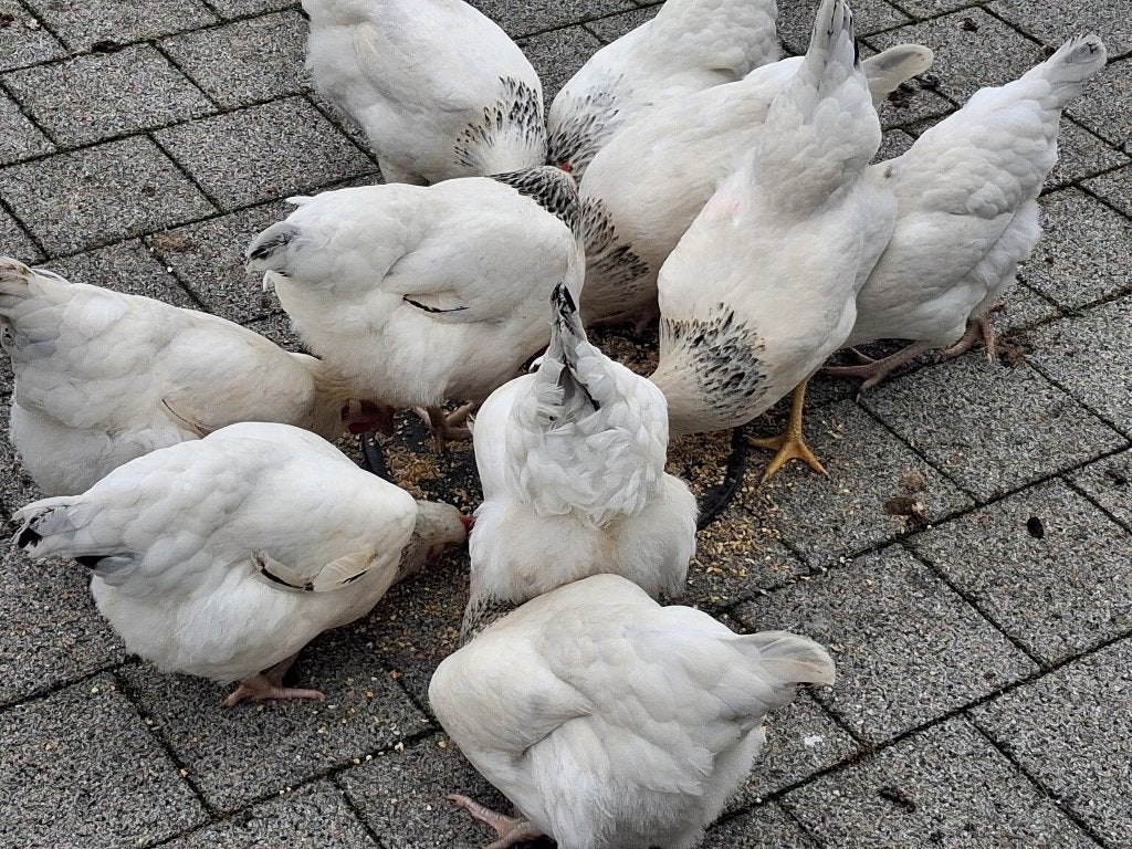 Sussex-kippen te koop, Boeken, Dieren en Huisdieren, Ophalen, Gelezen, Overige diersoorten