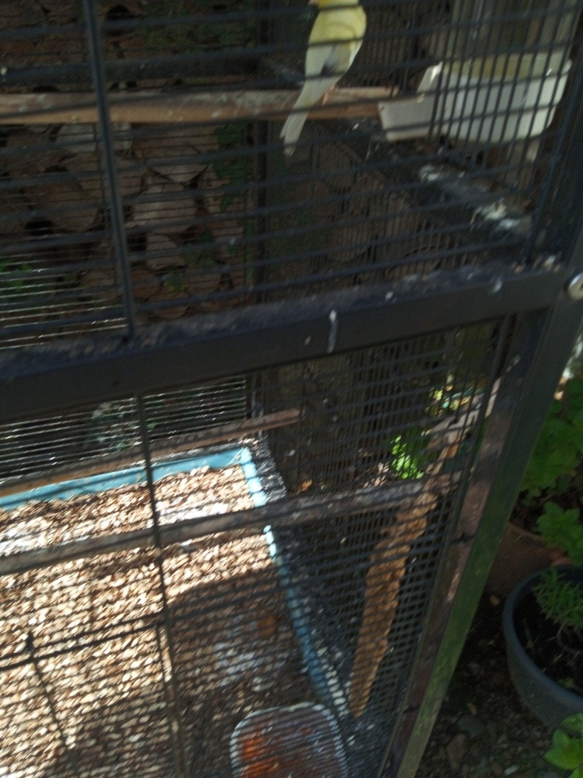 Kanarie pop, Dieren en Toebehoren, Vogels | Kanaries